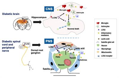 Lipocalin-2 in Diabetic Complications of the Nervous System: Physiology, Pathology, and Beyond